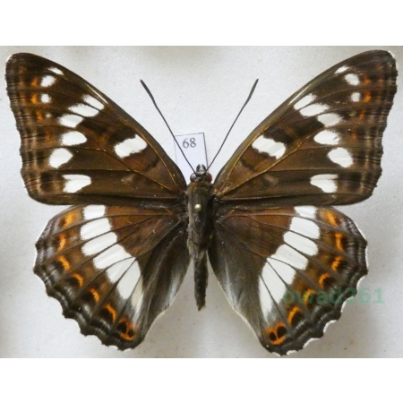 Limenitis populi (Linnaeus, 1758) male Pokłonnik osinowiec Czech68